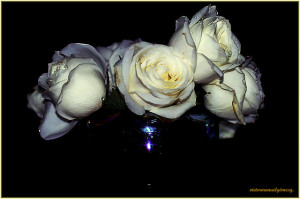 Funeral roses  